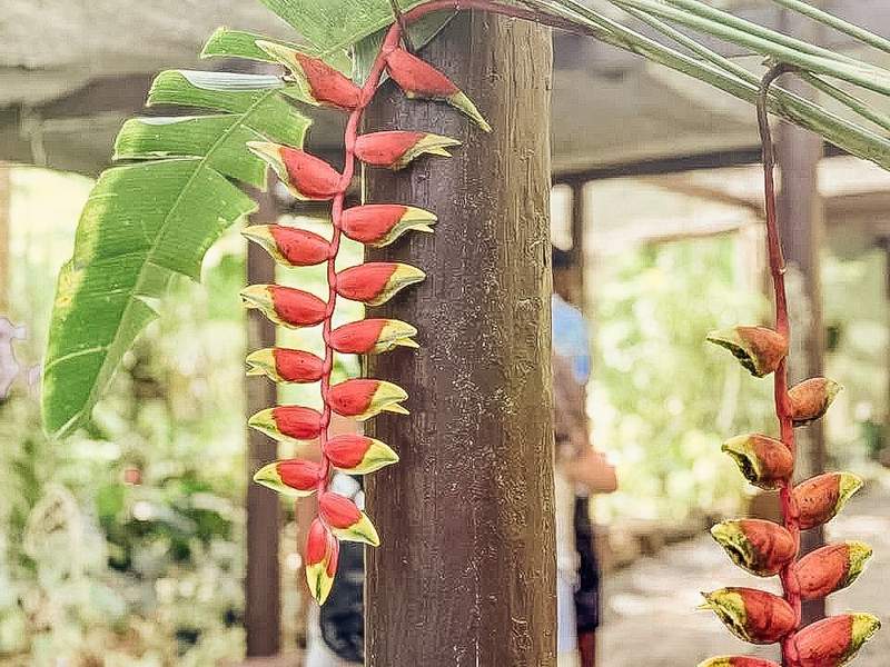 Red flowers on a brown awning in tropical garden in Fiji