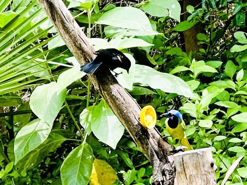 A Road Trip Through South Texas: Birds, Butterflies and Beaches