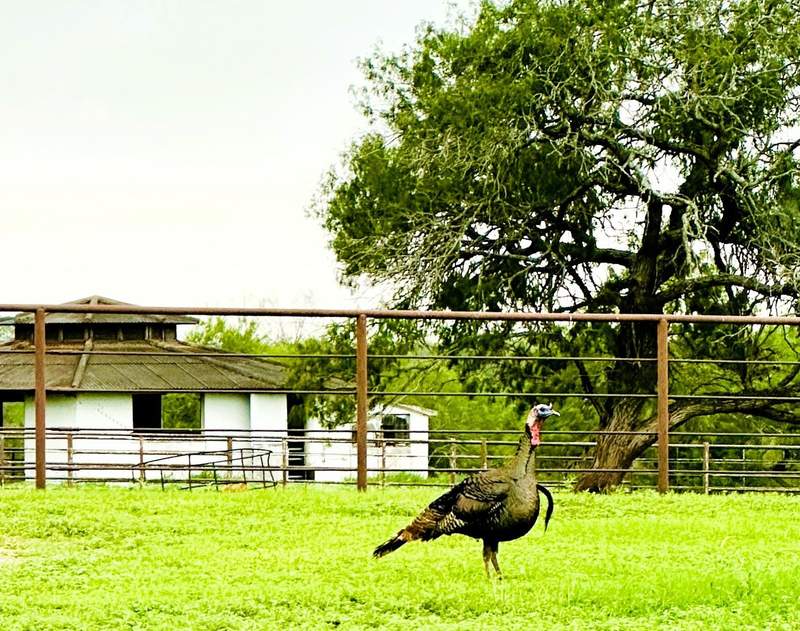 A wild turkey roams the King Ranch