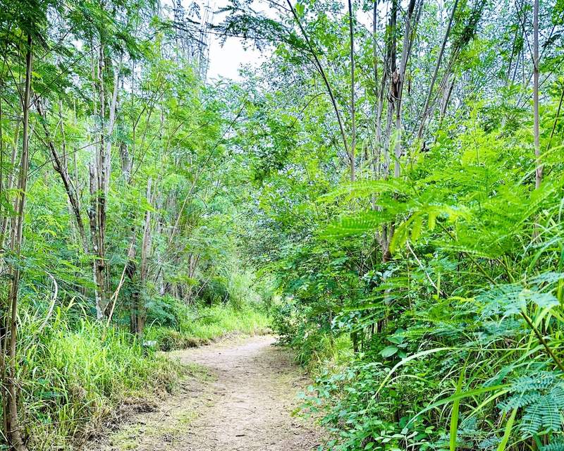A trail winds through the National Butterfly Center