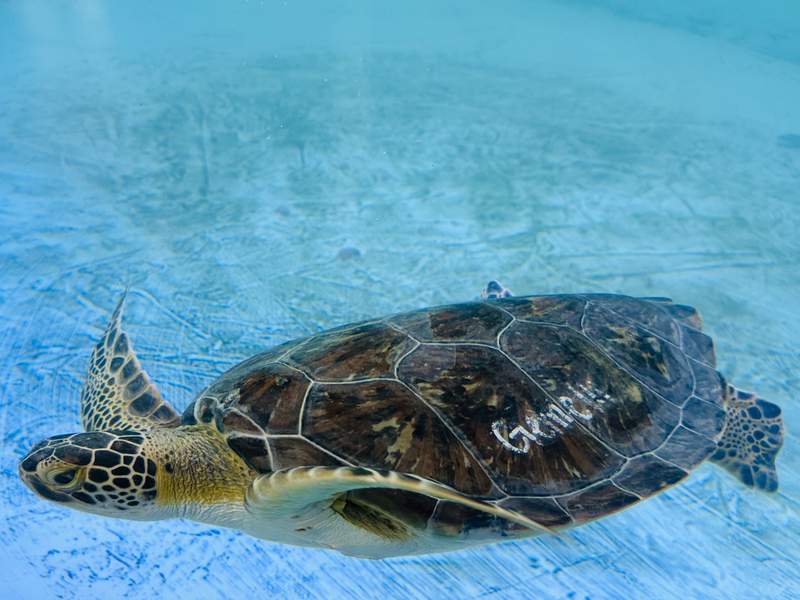 A resident sea turtle swims in a tank at Sea Turtle Inc