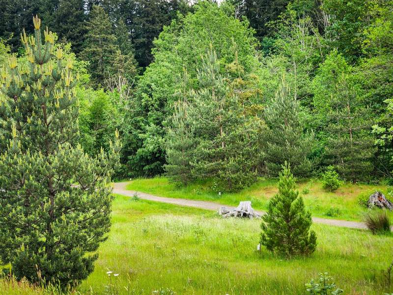 Grassy wild area with pine trees and a path