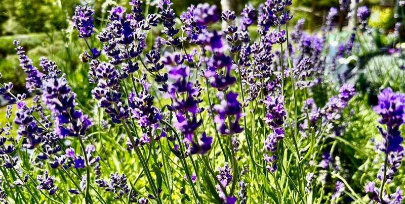 Stalks of lavender show purple flowers along slender green stems on a grassy field.