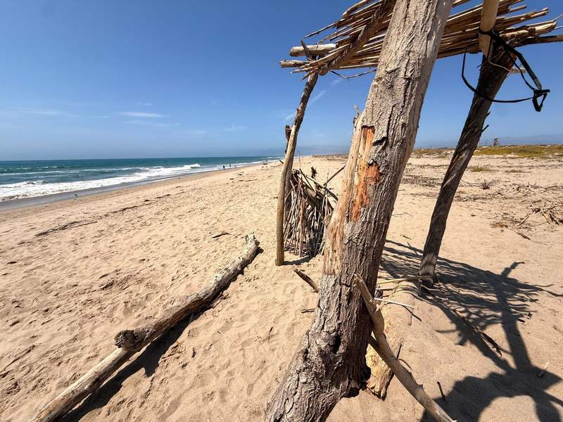Washed-up driftwood  at Mandalay Beach in Oxnard, California.