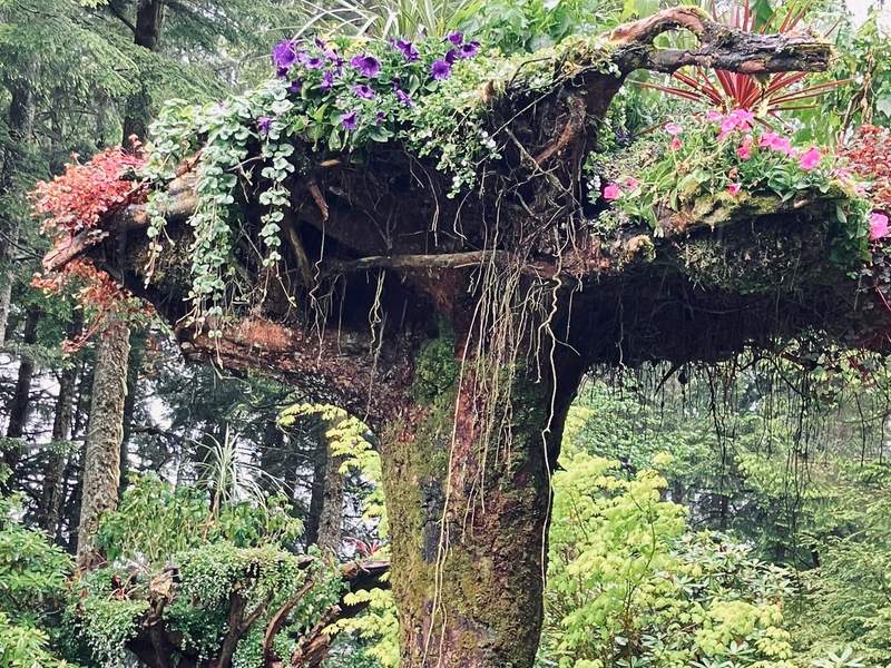 Upright inverted tree with colorful pink and purple flowers blooming wildly from its upturned root ball inside Glacier Gardens.
