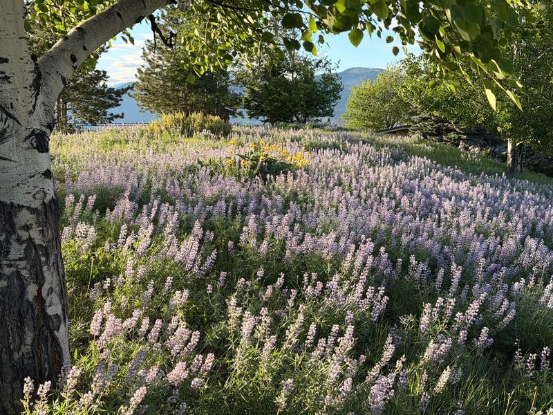 Solitary evergreen on a grassy hillside frames purple wildflowers sloping toward snow-capped North Cascades peaks under a clear blue sky.