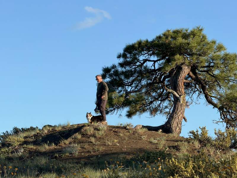 Man with a tri-color Pembroke Welsh Corgi standing next to a tree on a hill.