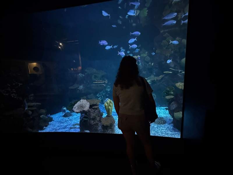 My daughter standing in front of a large aquarium tank at the Columbus Zoo and Aquarium, watching the fish swim by.
