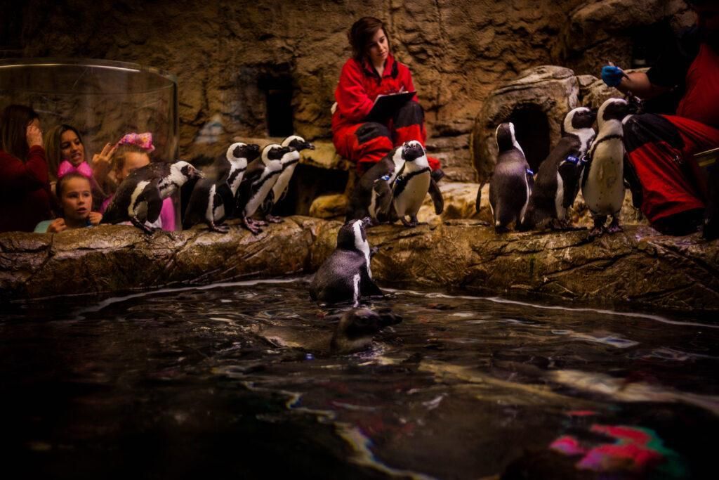 Penguins inside Ripley's Aquarium in Gatlinburg Tennessee.