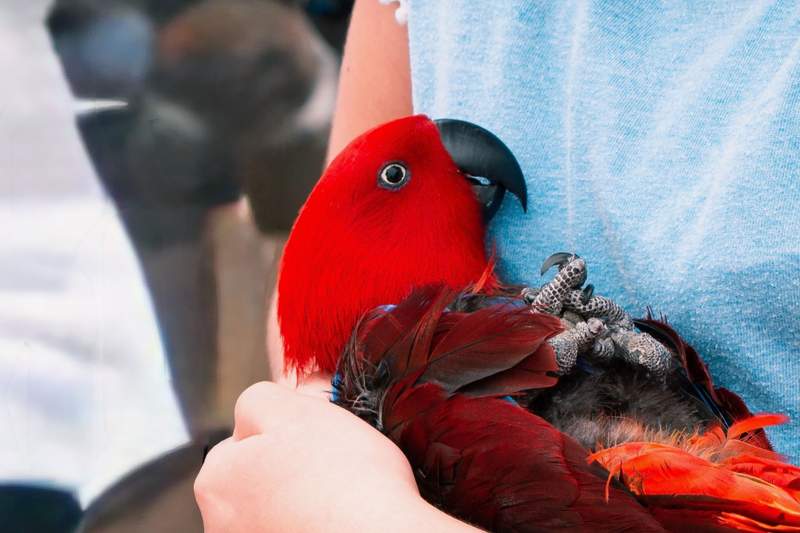 close up of a red parrot with a black beak perched on a visitors arm