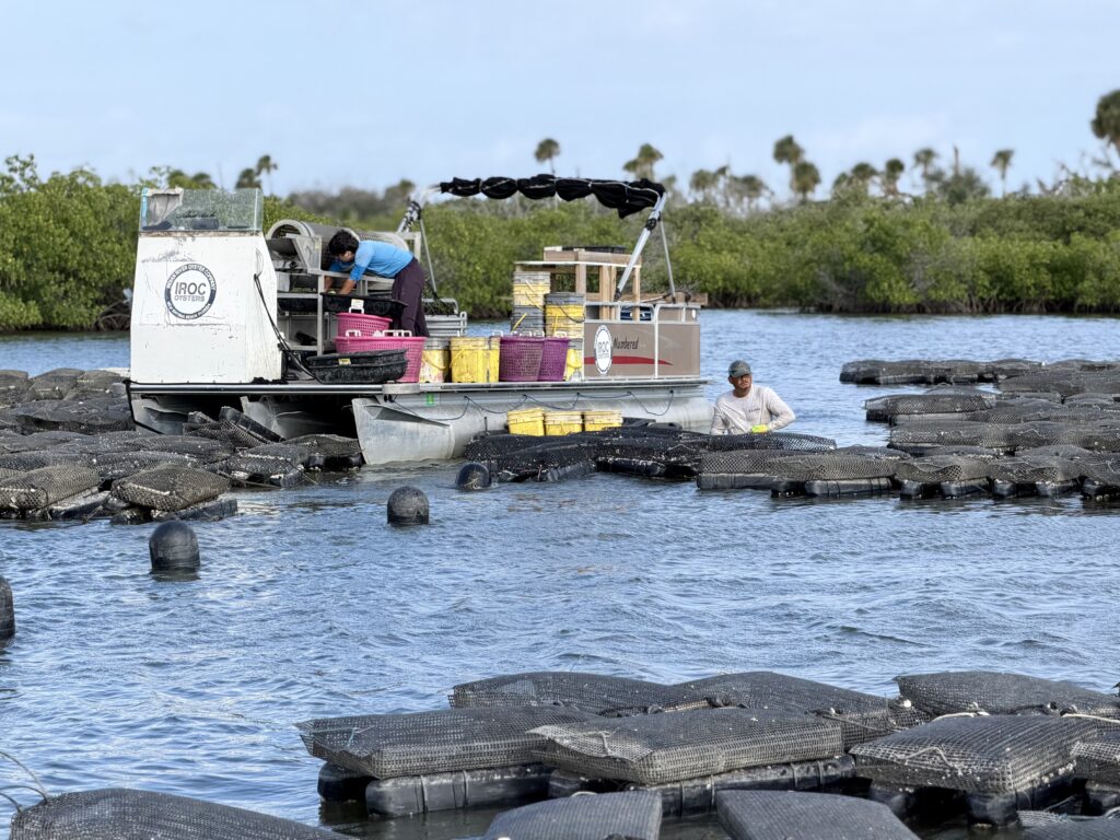 Indian River Oyster Company boat and crew in the Indian River oyster farm