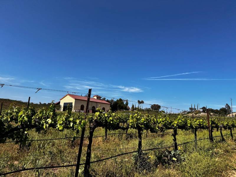 Vineyards surrounding an older yellow farm building in a field