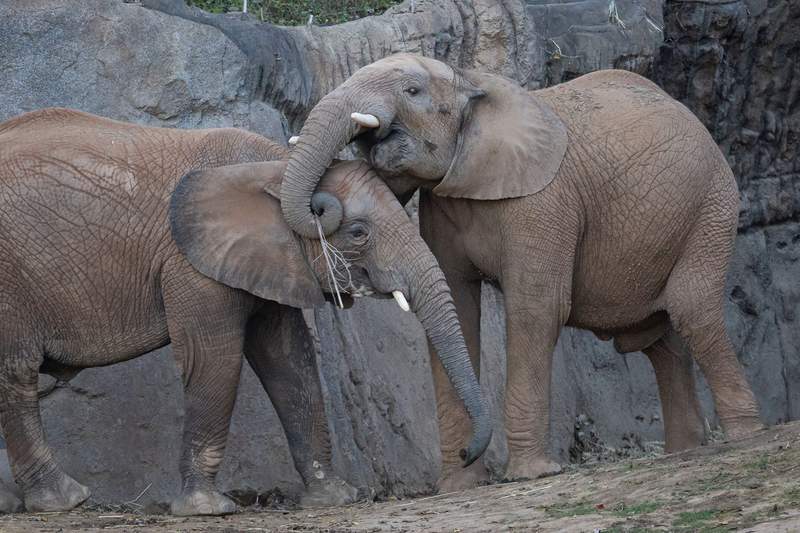 Kids under 12 can get free admission to 100 attrax in San Diego. Photo credit: Kim Orlando Two elephants playing