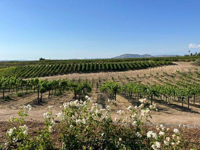 vineyards in Temecula spread as far as the horizon