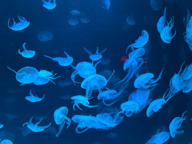 Glowing blue jellyfish floating inside dark aquarium exhibit