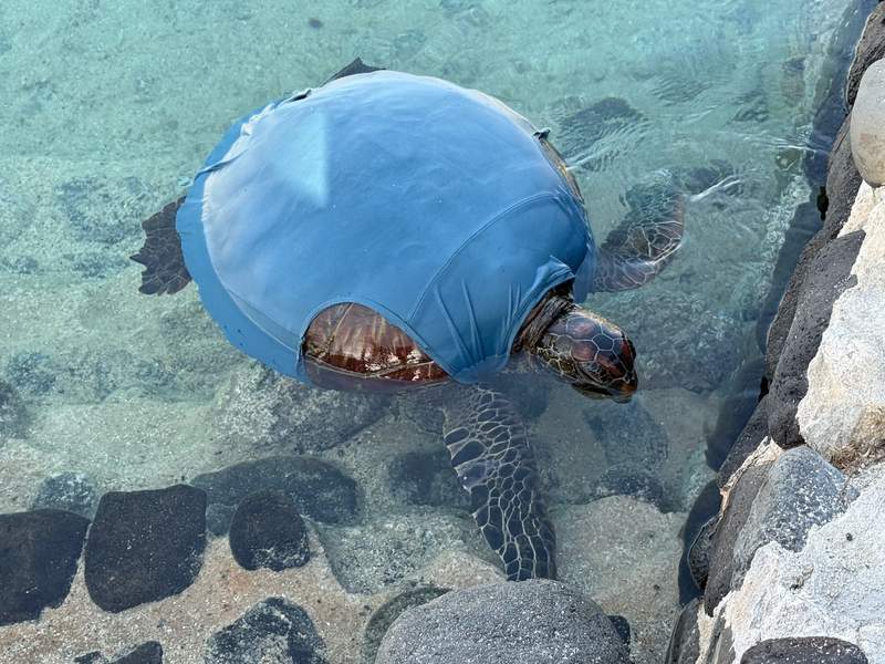 A seat turtle wrapped in a blue medical onesie swimming in the lagoon.