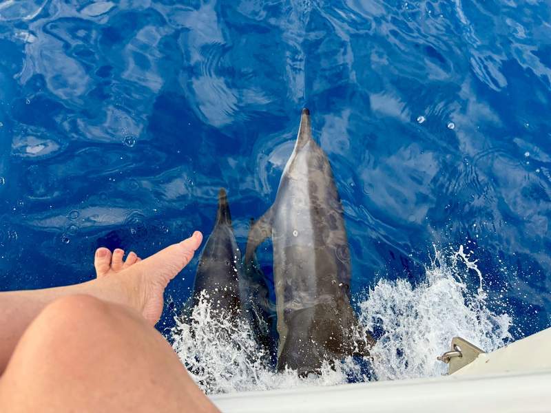 Dolphins playing in the waves of our boat back.