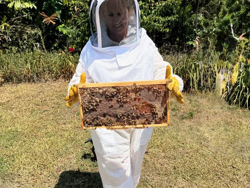 Woman in white beekeeping suit with yellow gloves carrying a frame with bees attached to it.