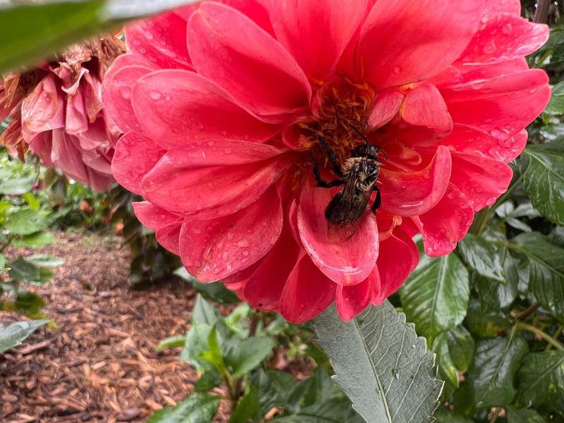 Close-up photo of a dahlia with a bee in the center on a rainy day