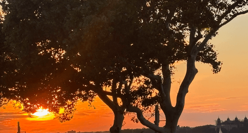 A sunset with a bright orange and yellow sky viewed behind the dark silhouettes of large trees.