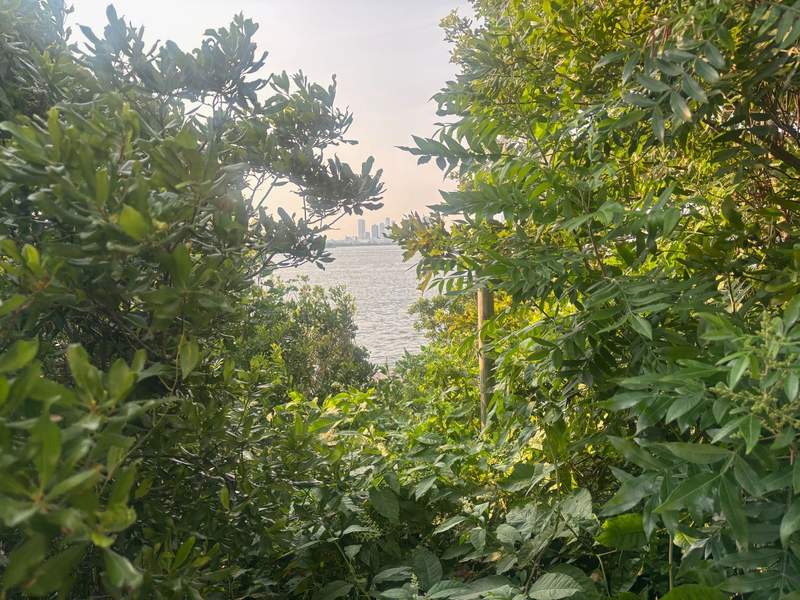 A view of a body of water and a distant city skyline framed by lush green trees and foliage.