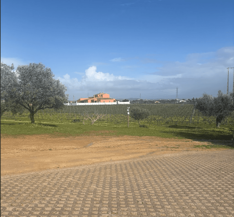 Vineyard in the Algarve