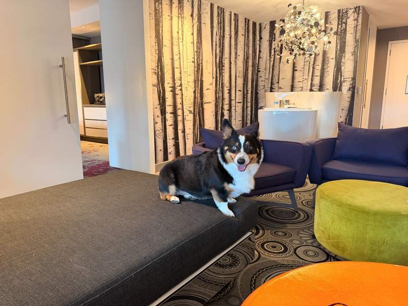 Tricolor corgi sits on a sofa at the W Bellevue. Room filled with purple chairs, lime green ottoman, orange coffee table and a sparkly chandelier.