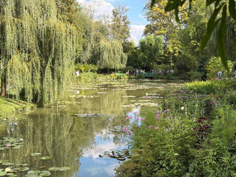 A pond filled with water lilies and surrounded by weeping willow trees.
