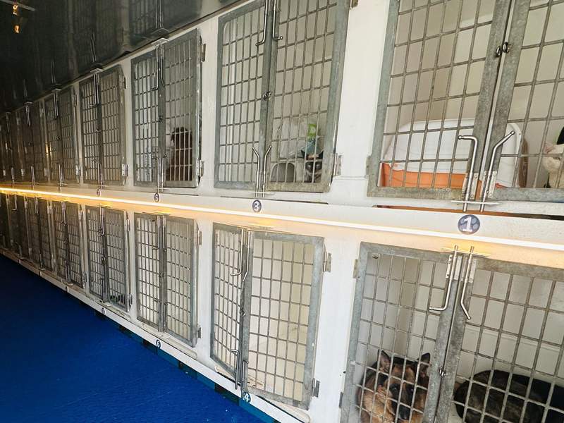 Onboard dog kennel aboard the Fred Olsen Express ferry.