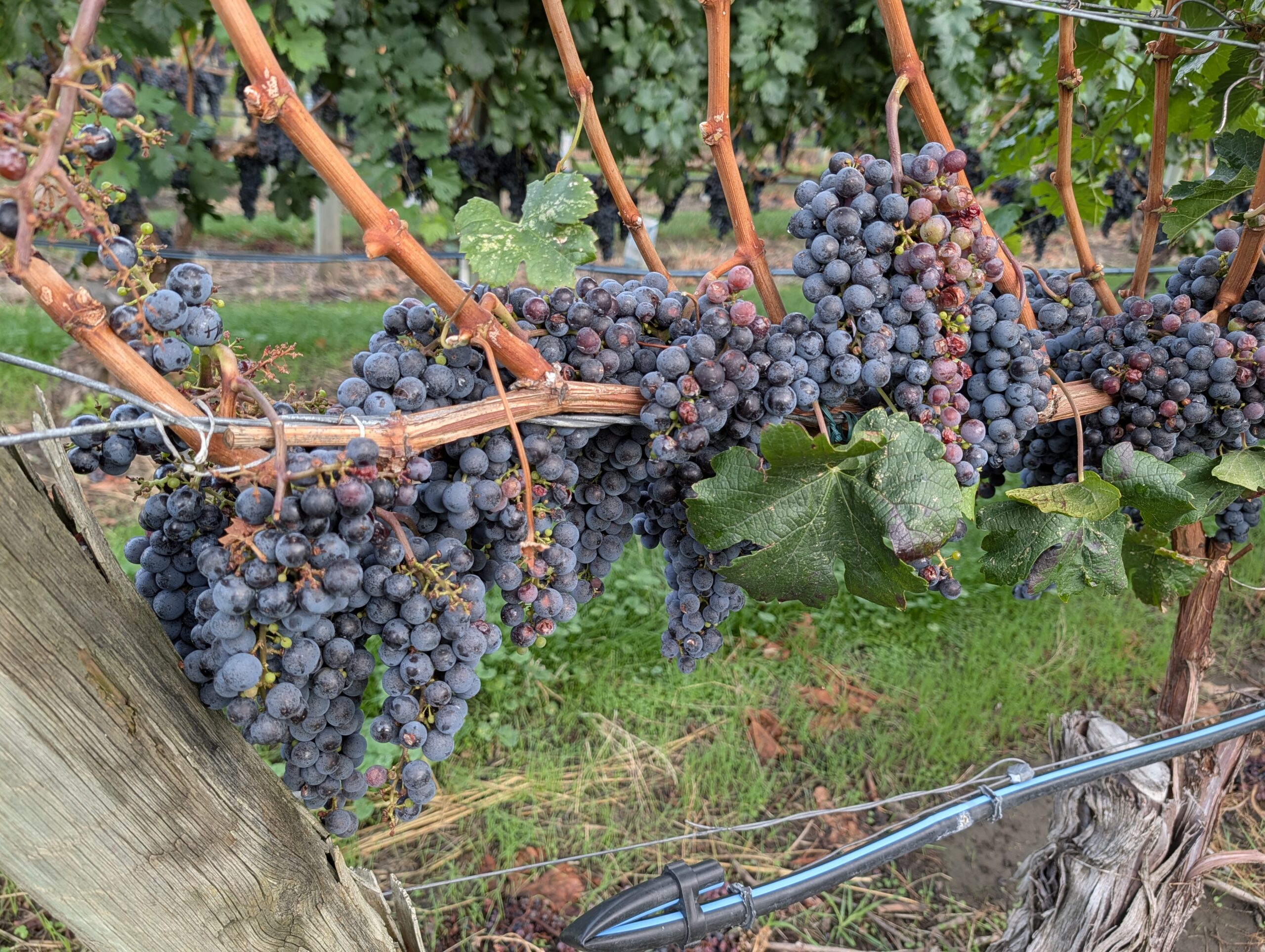 How to Make the Most of Canada’s Osoyoos Wine Region in Just 3 Days