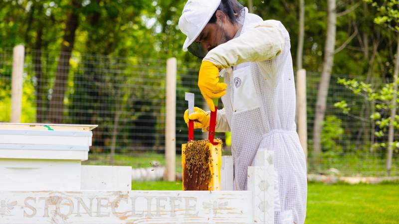 Beekeeper in protective gear lifts a honeycomb frame covered with bees at The Inn at Stonecliffe on Mackinac Island.