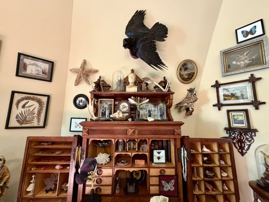 Antique desk framed by an assortment of Victorian-era collections and a black raven