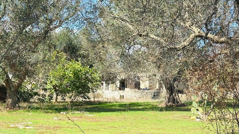 Ancient olive trees with thick, twisted trunks surround a grassy clearing and rustic stone farmhouse in the Puglia countryside of southern Italy.