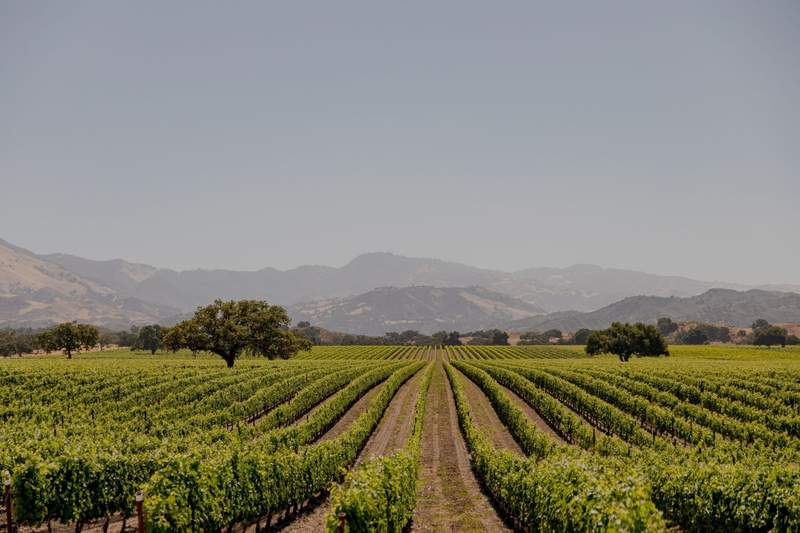 Rows of green grapevines lead to the mountains